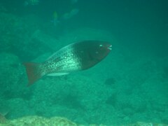 Scarus rubroviolaceus