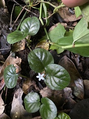 Geophila
