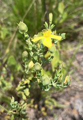 Hypericum tetrapetalum