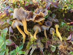 Craterellus