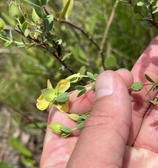 Hypericum tetrapetalum