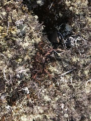 Masonhalea richardsonii