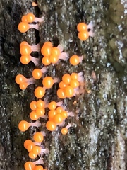 Hemitrichia decipiens