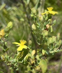 Hypericum tetrapetalum