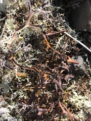 Masonhalea richardsonii