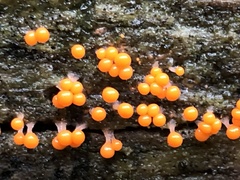 Hemitrichia decipiens