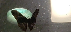 Antheraea polyphemus