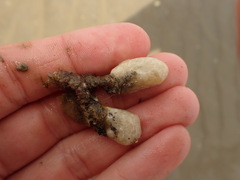 Eudistoma elongatum
