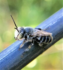 Eutricharaea