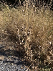 Papaver somniferum