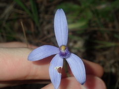 Pheladenia deformis