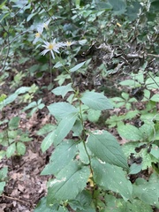 Eurybia furcata