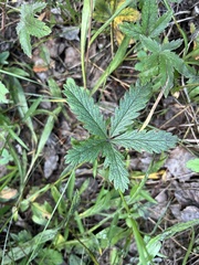 Potentilla pulcherrima