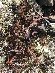 Masonhalea richardsonii