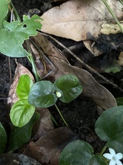 Geophila