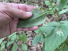 Eurybia furcata