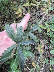 Potentilla pulcherrima