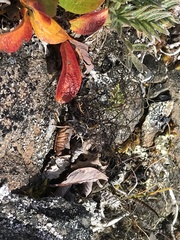 Bryocaulon divergens