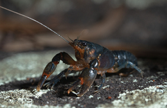 Euastacus australasiensis