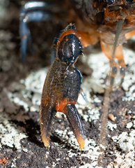 Euastacus australasiensis