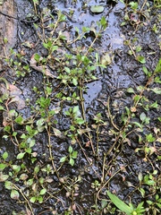 Ludwigia palustris