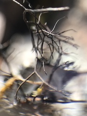 Bryocaulon divergens