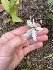 Potentilla pulcherrima