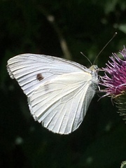 Pieris rapae