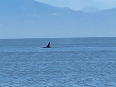 Orcinus orca