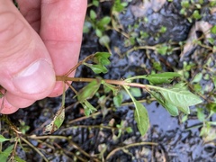 Ludwigia palustris