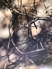 Bryocaulon divergens