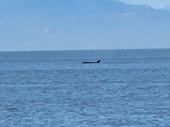 Orcinus orca