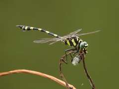 Ictinogomphus decoratus