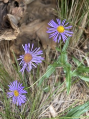 Erigeron speciosus