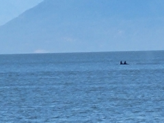 Orcinus orca