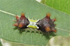 Doratifera vulnerans