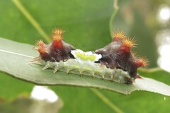 Doratifera vulnerans