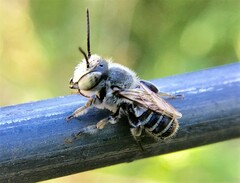 Eutricharaea