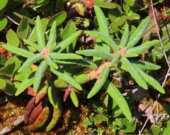 Rhododendron groenlandicum