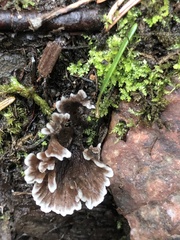 Thelephora terrestris
