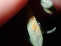 Puccinia dampierae