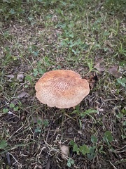 Amanita amerirubescens