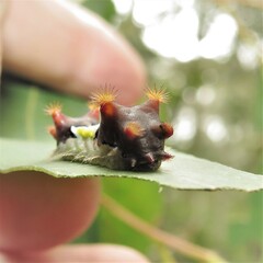 Doratifera vulnerans