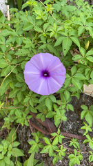 Ipomoea cairica
