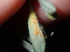 Puccinia dampierae
