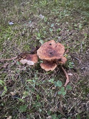 Amanita amerirubescens