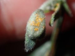 Puccinia dampierae