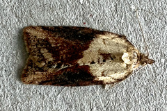 Epiphyas postvittana