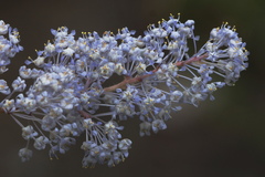 Ceanothus caeruleus