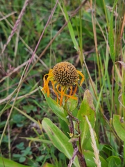 Hymenoxys hoopesii